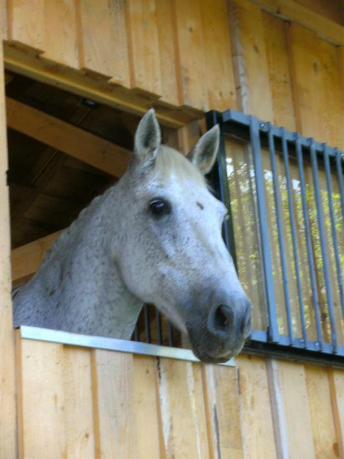 Ferienwohnung Auf Dem Erlebnisreiterhof Kreipl Grattersdorf エクステリア 写真